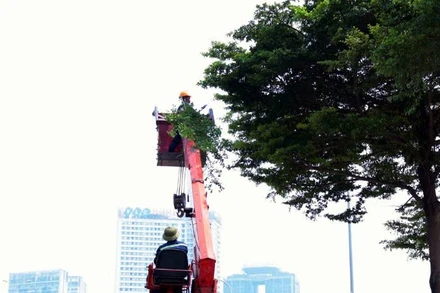 Khẩn trương cắt tỉa cây xanh và xây dựng phương án ứng phó các sự cố về hạ tầng giao thông. (Ảnh: MINH HUYỀN)