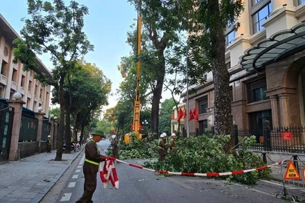 Công ty Công viên cây xanh Hà Nội tổ chức chằng chống cây mới trồng, cắt tỉa hạ thấp tán cây.
