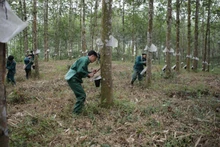 Công nhân Công ty cổ phần Cao-su Lai Châu 2 khai thác mủ.