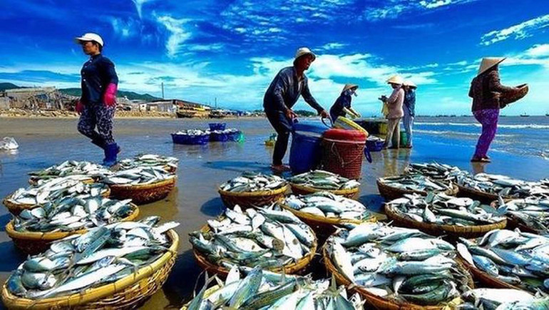 Những mẻ cá mới đánh bắt về trên biển. 4614a811-e9f1-4a62-a7e8-abcb36d62e3e.jpg
