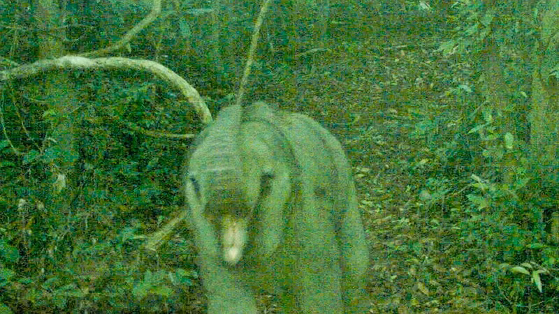 Hình ảnh ghi nhận cá thể voi con vài tháng tuổi qua công tác bẫy ảnh.