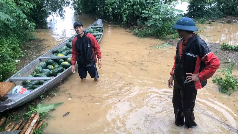 Người dân huyện Đại Lộc khẩn trương thu hoạch dưa hấu để hạn chế thấp nhất thiệt hại do mưa lũ gây ra.