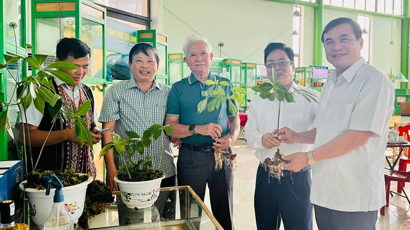 Sâm Ngọc Linh có mặt ở nhiều thị trường trong nước và ngoài nước. 2.jpg