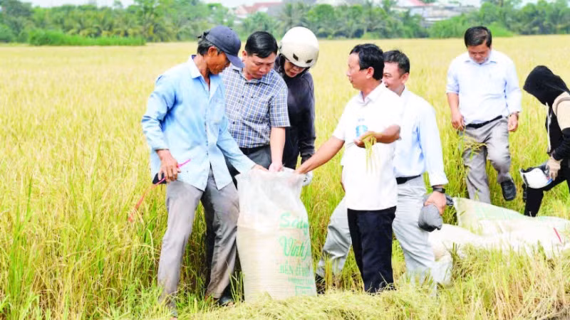 Sản xuất lúa theo mô hình liên kết 1 triệu ha lúa chất lượng cao vùng Đồng bằng sông Cửu Long.