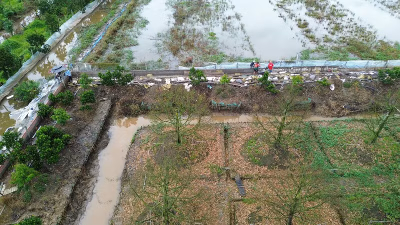 Vườn sầu riêng đã chết hoàn toàn do nước ngập nên ông Phạm Kim Trí phải xây dựng hàng rào kiên cố để tái đầu tư.