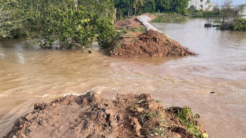 Triều cường làm vỡ bờ bao làm nước tràn vào vườn cây ăn quả của người dân.