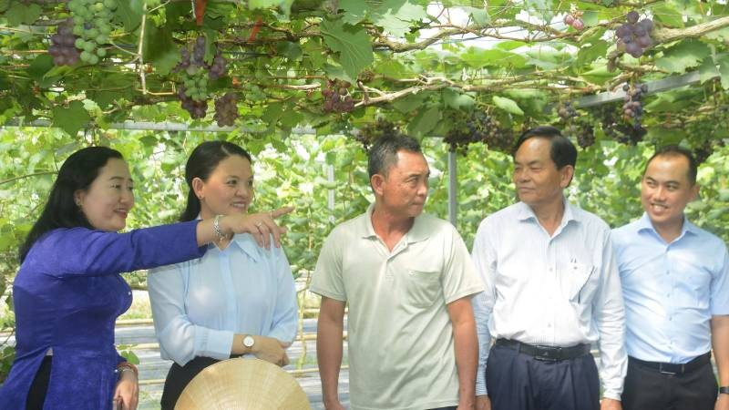 Du lịch sinh thái gắn với sản xuất nông nghiệp ở Phước Mỹ Trung.