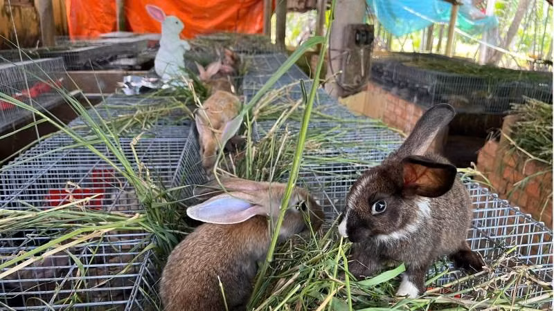 Giá bán thỏ rừng lai tại trang trại cung ứng rẻ hơn rất nhiều so với giá ông Ngọc bán cho nông dân. (Ảnh: HOÀNG TRUNG)