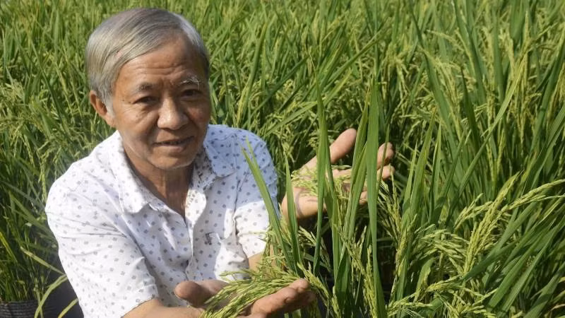 Ông Phương trồng lúa trong chậu bán mỗi dịp Tết.