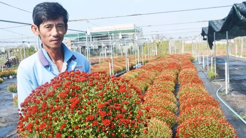 Ông Hoàng Anh thành công nhờ trồng cúc mâm xôi giống Hàn Quốc.