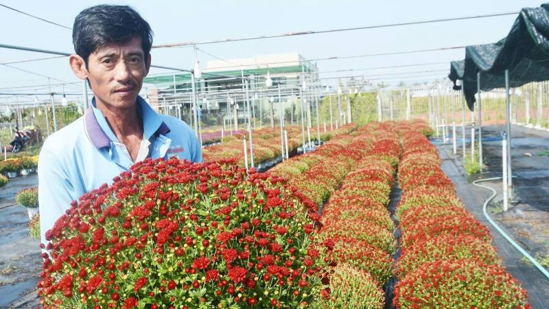 Ông Hoàng Anh thành công nhờ trồng cúc mâm xôi giống Hàn Quốc.