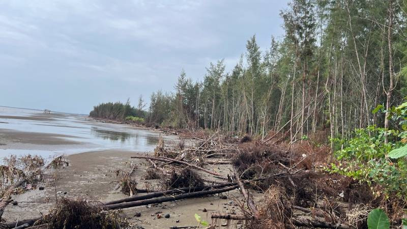 Vĩnh Long cấp bách phòng, chống sạt lở bờ biển Sạt lở bờ biển tại xã Bảo Thạnh (tỉnh Vĩnh Long) làm rừng phi lao mất dần. (Ảnh: HOÀNG TRUNG)