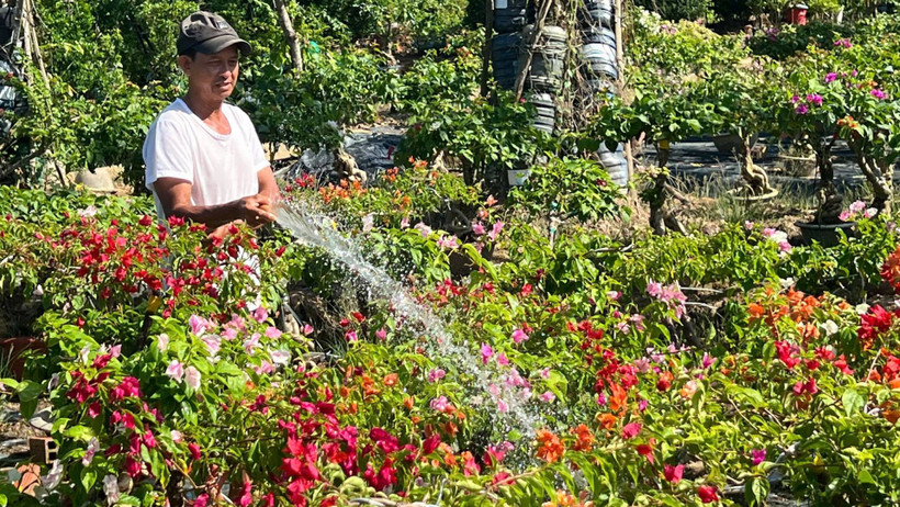 Nông dân Nguyễn Văn Màu (ngụ xã Vĩnh Thành, tỉnh Vĩnh Long) chăm sóc cây hoa giấy chuẩn bị cho vụ mùa Tết. (Ảnh HOÀNG TRUNG)