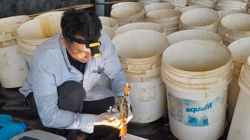 Thầy giáo Đào Phước Xoàn nuôi cua lột đạt chứng nhận OCOP hạng 3 sao. (Ảnh: HOÀNG TRUNG)