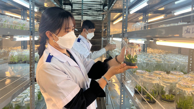Sản xuất cây giống ứng dụng công nghệ cao tại tỉnh Vĩnh Long.