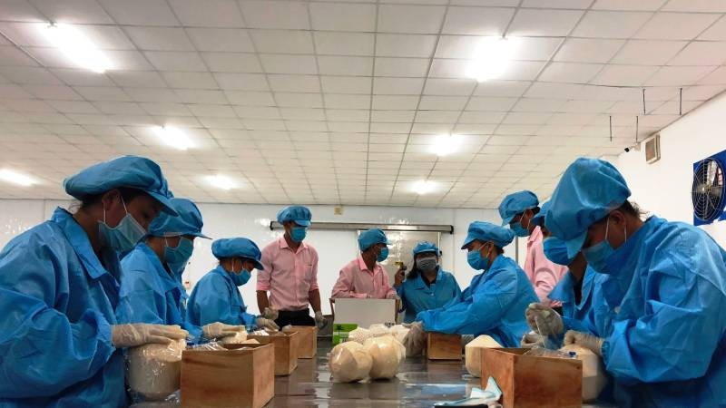 Sơ chế dừa tươi xuất khẩu tại tỉnh Vĩnh Long.