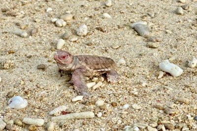 Cá thể rùa bạch tạng vừa chào đời tại Vườn quốc gia Côn Đảo. (Ảnh: Vườn quốc gia Côn Đảo)