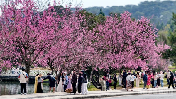 Những không gian hoa mai anh đào trên phố núi Đà Lạt nở rộ, sắc hoa như "môi hồng người mình yêu" làm bao tâm hồn lữ khách ngẩn ngơ, say đắm.