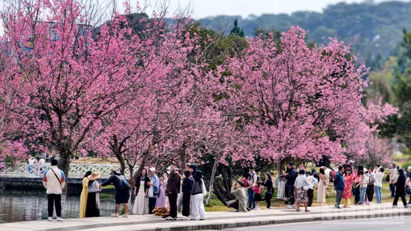 Những không gian hoa mai anh đào trên phố núi Đà Lạt nở rộ, sắc hoa như "môi hồng người mình yêu" làm bao tâm hồn lữ khách ngẩn ngơ, say đắm.