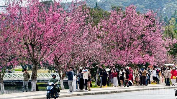 Phố núi Đà Lạt quyến rũ trong sắc hoa mai anh đào đang đến độ mãn khai.