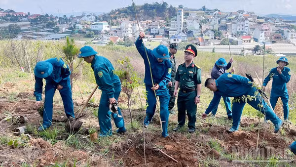 Nhiều khu vực trên địa bàn phường Xuân Trường-Đà Lạt đồng loạt ra quân trồng cây mai anh đào trên địa bàn ngay sau lễ phát động.