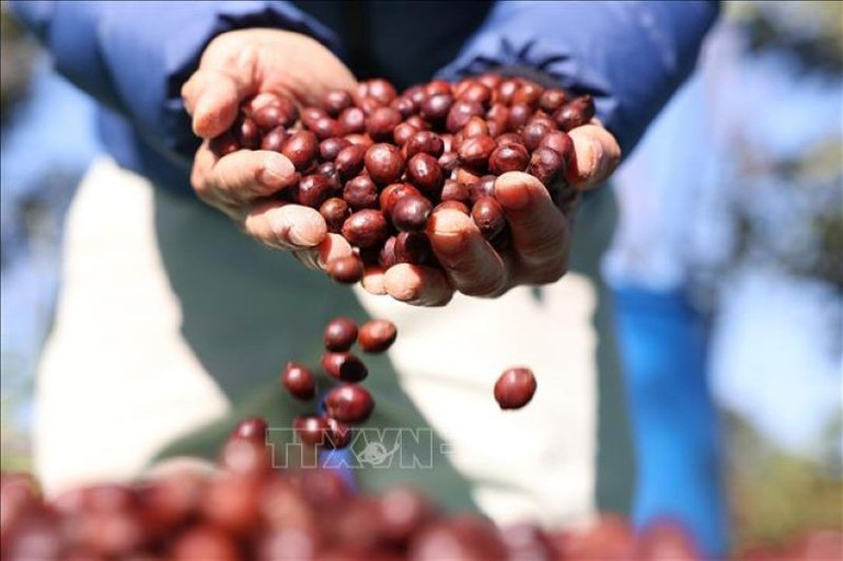 Cà-phê đặc sản của trang trại Aeroco Coffee, thành phố Buôn Ma Thuột, tỉnh Đắk Lắk. (Tuấn Anh/TTXVN) ca-phe-dac-san-cua-trang-trai-aeroco-coffee-thanh-pho-buon-ma-thuot-tinh-dak-lak-tuan-anh-ttxvn.jpg