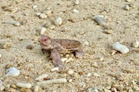 Cá thể rùa bạch tạng vừa chào đời tại Vườn quốc gia Côn Đảo. (Ảnh: Vườn quốc gia Côn Đảo)