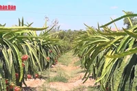 [Video] Tháo gỡ vướng mắc cho thanh long, hồ tiêu xuất khẩu