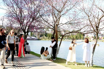 Hoa mai anh đào từ lâu được ví là “sứ giả” mùa xuân Đà Lạt.