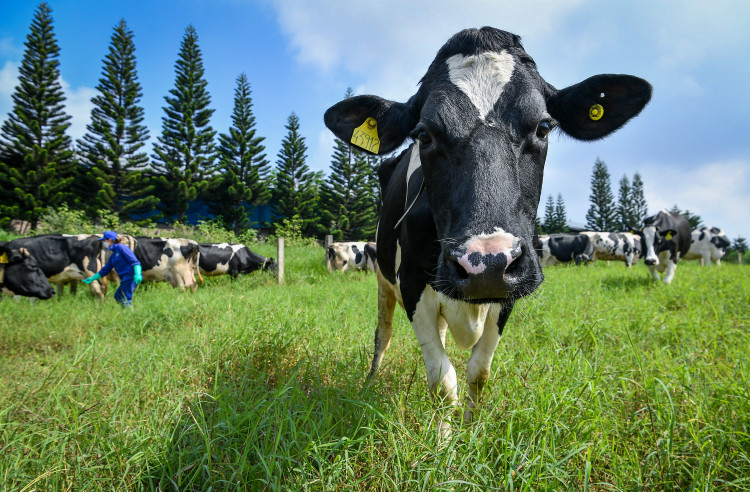 [Ảnh] Cận cảnh quy trình sản xuất sữa trên cao nguyên Mộc Châu 