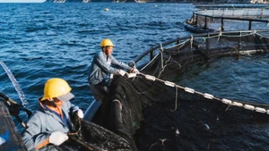 Khu vực nuôi cá chẽm công nghệ cao trên vịnh Vân Phong, tỉnh Khánh Hòa. (Ảnh: BẢO TRANG)