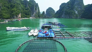 Mô hình nuôi trồng thủy sản trên biển bằng công nghệ hiện đại kết hợp du lịch trải nghiệm tại Quảng Ninh. (Ảnh: PHÙ VÂN)