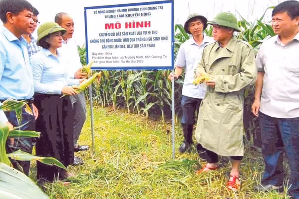 Lãnh đạo Ủy ban nhân dân tỉnh và Sở Nông nghiệp và Môi trường tỉnh Quảng Trị kiểm tra, đánh giá mô hình trồng ngô sinh khối ở xã Trường Ninh.