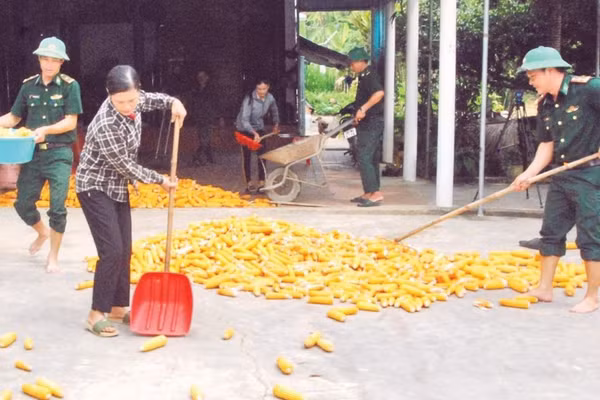 Cán bộ địa bàn Đồn Biên phòng Hòa Hải giúp người dân biên giới thu hoạch nông sản.