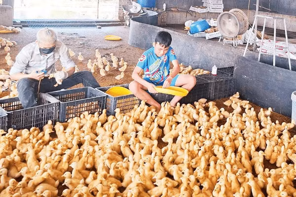 Mô hình chăn nuôi vịt Bơ Grimaud theo hướng an toàn sinh học ở xã Kim Thành.