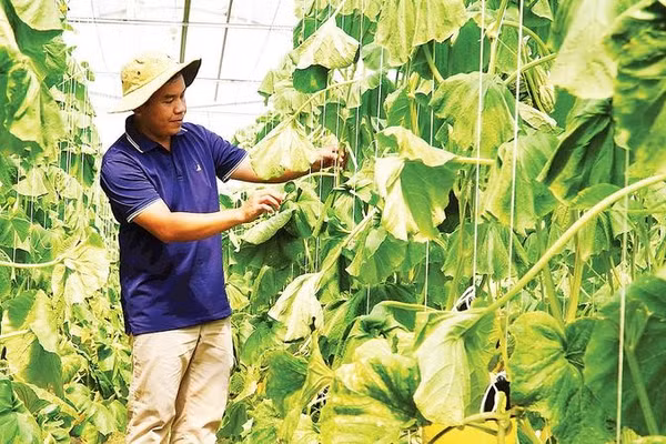 Nông dân Nguyễn Thế Ngoan Vinh tại vườn dưa lưới.