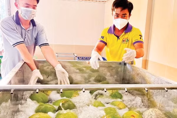 Tỉnh Vĩnh Long tăng cường quản lý xuất khẩu bưởi sau cảnh báo từ Australia.