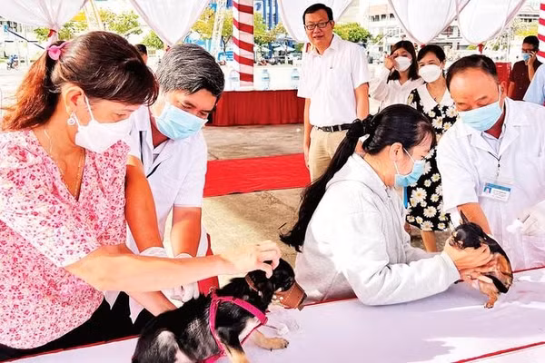 Tiêm vắc-xin ngừa bệnh dại trên đàn chó tại tỉnh Vĩnh Long.