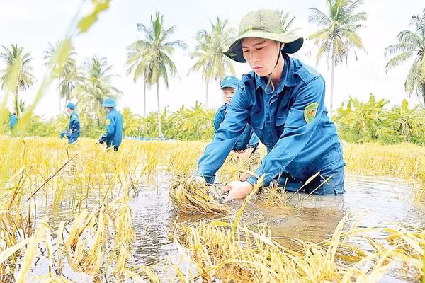 Lực lượng dân quân tự vệ xã Khánh Hưng (tỉnh Cà Mau) ngâm mình trong nước sâu giúp nông dân gặt lúa.