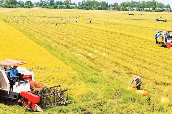 Thu hoạch lúa tại xã Thạnh Thới An, Cần Thơ.