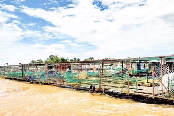 Dải bè cá nối nhau trên sông Tiền đoạn qua xã An Bình, tỉnh Vĩnh Long.