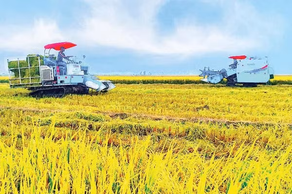 Hợp tác xã Tiến Thuận (thành phố Cần Thơ) thu hoạch lúa chất lượng cao.