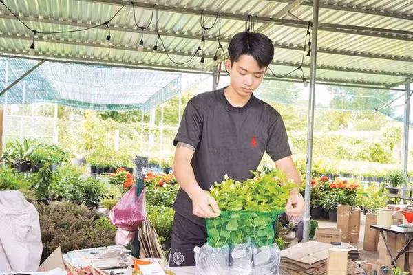 Sau phiên livestream, nhà vườn Sa Đéc gói hàng hoa kiểng giao gửi khách.