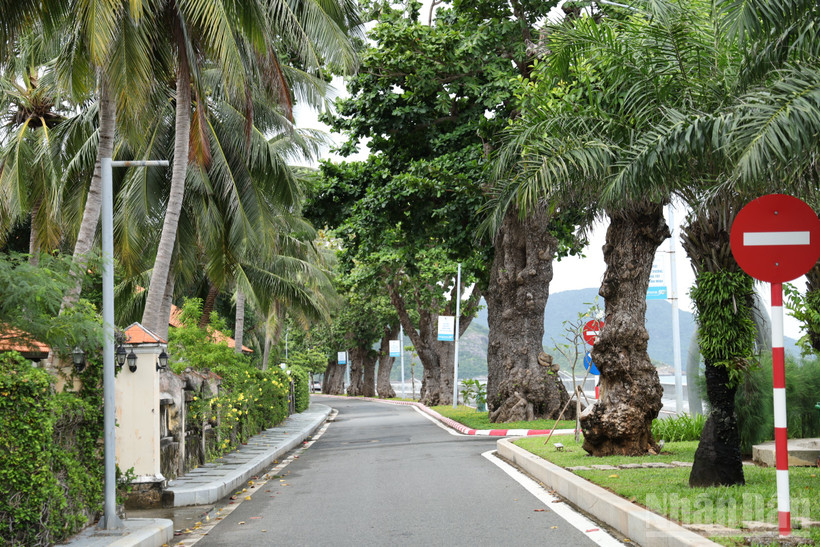 Những hàng cây bàng cổ thụ trở thành điểm nhấn cho tuyến đường chạy dọc bờ biển trên Đặc khu Côn Đảo. 