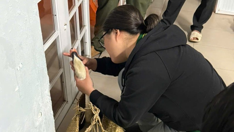 Cá thể thiên nga được các bác sĩ thú y thăm khám sau khi được giải cứu.