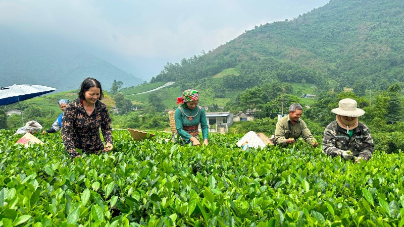 Thái Nguyên định hướng phát triển cây chè thành cây mang lại tổng thu 25.000 tỷ đồng vào năm 2030. (Ảnh: NGỌC TÚ)