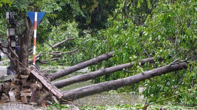 Hàng loạt cây xanh ở nhiều tuyến phố bị gió quật đổ. 