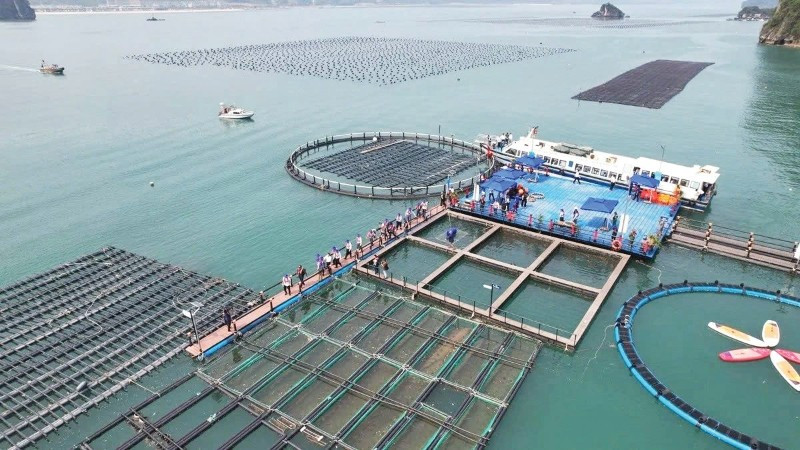 Nuôi trồng thủy sản công nghệ cao ở tỉnh Quảng Ninh. (Ảnh: NGUYỄN THÀNH)