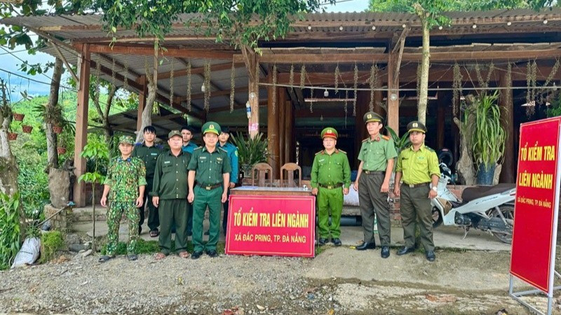 Đà Nẵng lập tổ liên ngành bảo vệ cây ươi rừng ở xã biên giới Đắc Pring. (Ảnh: VIẾT CĂNG)