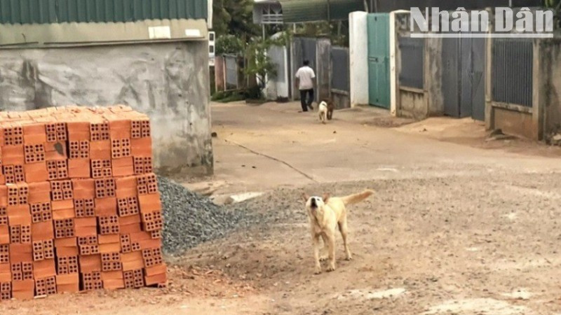 Trong điều kiện thời tiết nắng nóng như hiện nay, người nuôi không nên thả rông chó, mèo ra đường và tiêm vaccine phòng dại cho đàn chó, mèo cũng góp phần ngăn chặn bệnh dại trong cộng đồng.